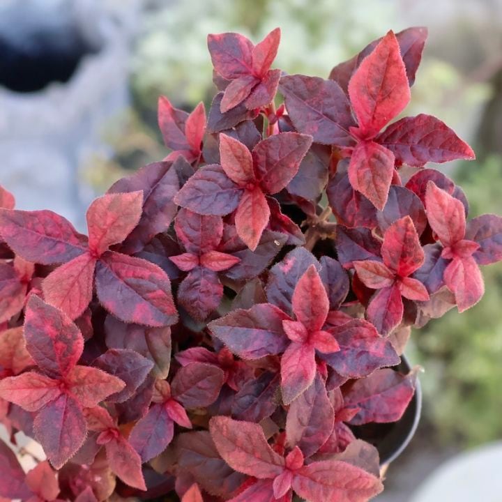 秋に欲しい紅いリーフ♪アルテルナンテラ「マーズ」