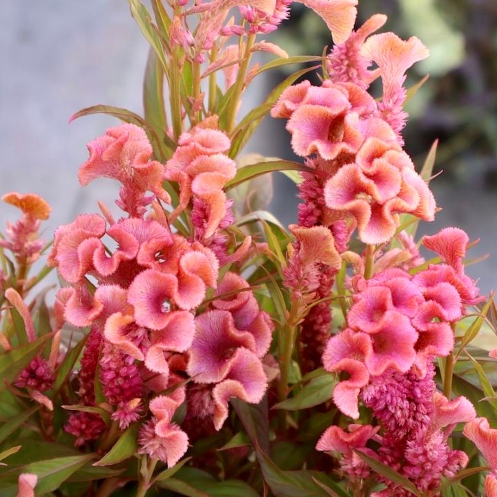 セロシア・ホットトピック「ピンク(1)」byハクサンコレクション