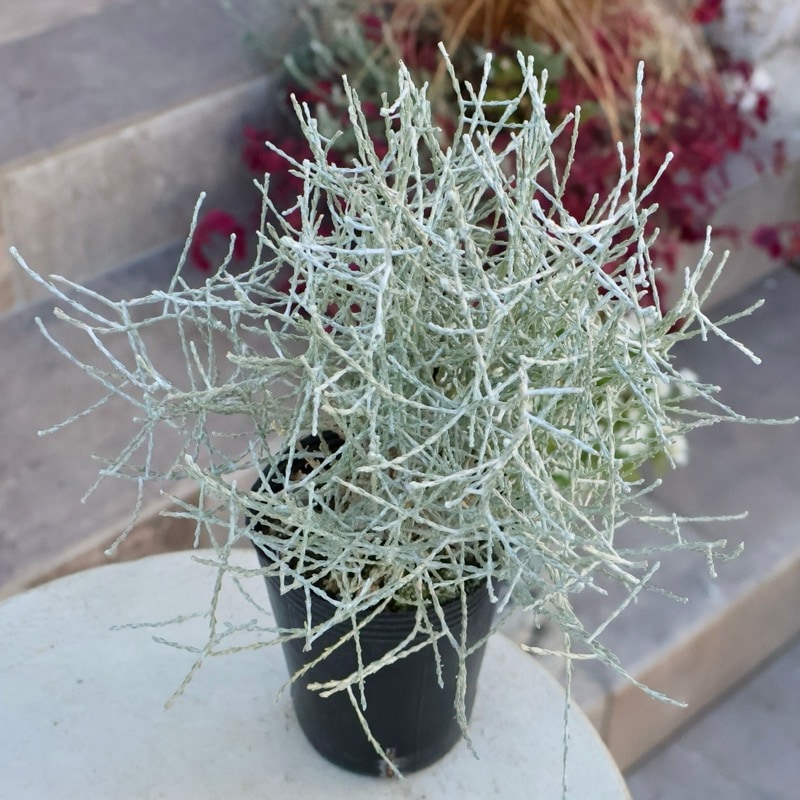 ボリューム満点株☆キラキラ輝くシルバーリーフ「プラチーナ」細葉タイプ