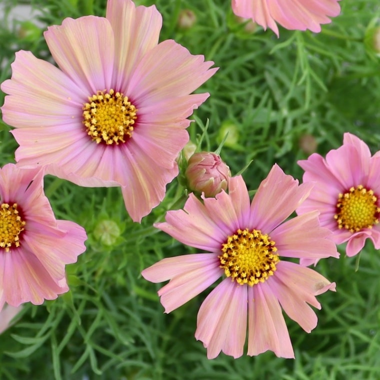 蕾から咲き始め♪コスモス「キャンパスオレンジ」【4号鉢物】