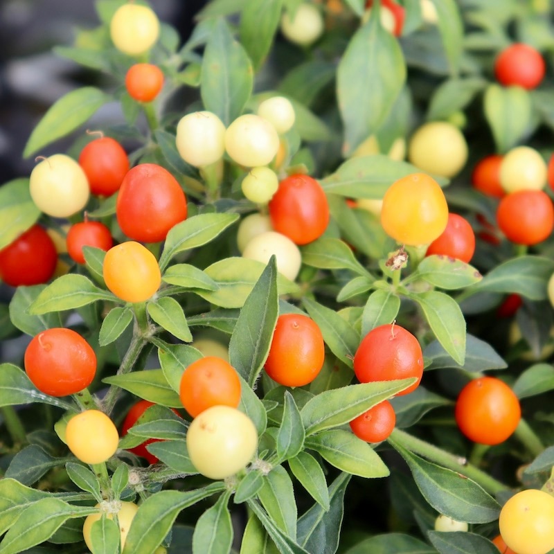 観賞用トウガラシ・ホットポップス「イエロー」