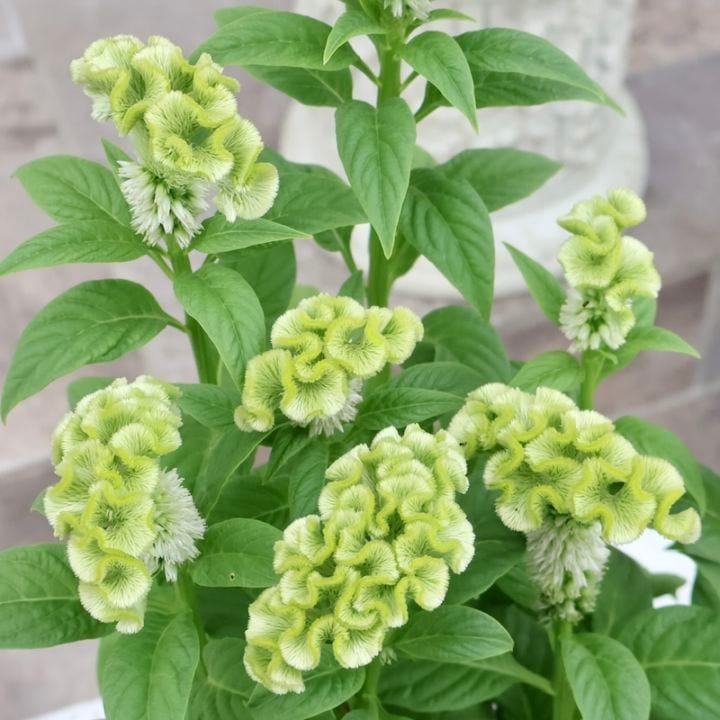 この色だけは外せない!!セロシア・アクト「ヴェルデグリーン」(3号ロングポット)