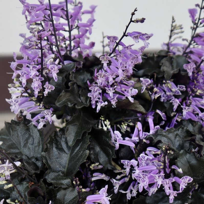 〜パープルの花〜☆送料込み☆ 植物（花苗・植物）をパープル～バイオレット系の色から選ぶ｜ネット