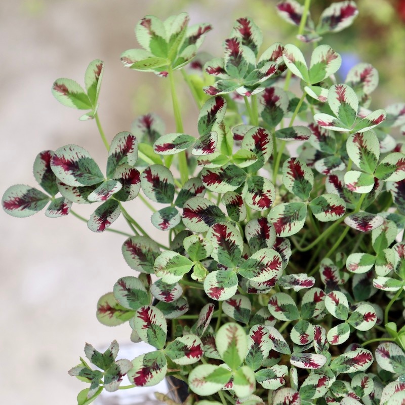 プリンセスクローバー「スイートマイク」