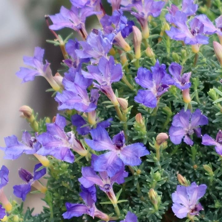 神秘的に美しい希少色☆初恋草「アジュール レナ」【3.5号鉢】