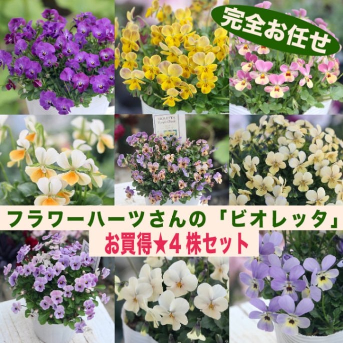 色を選べないからお買得★お任せ4株セット♪ フラワーハーツさんの小輪ビオラ「ビオレッタ」【色選択不可】