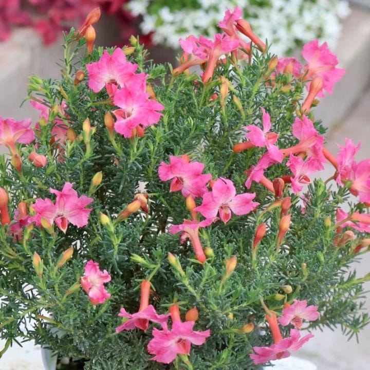 画像の現品いずれか♪初恋草「アキコ・レディーパレット」【3.5号鉢】