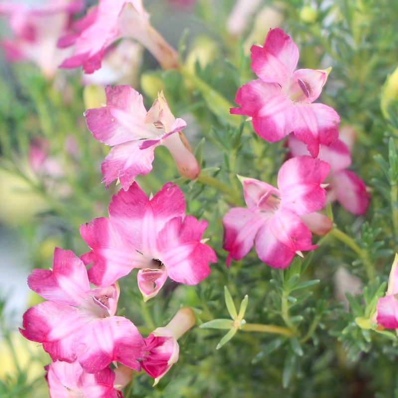 暑さ寒さに強い☆初恋草「エレガントジェンヌ」（3.5号鉢）