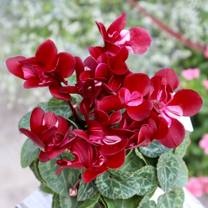 現品1点物☆ガーデンシクラメン「ジックス」個性派ワインレッド(1番)