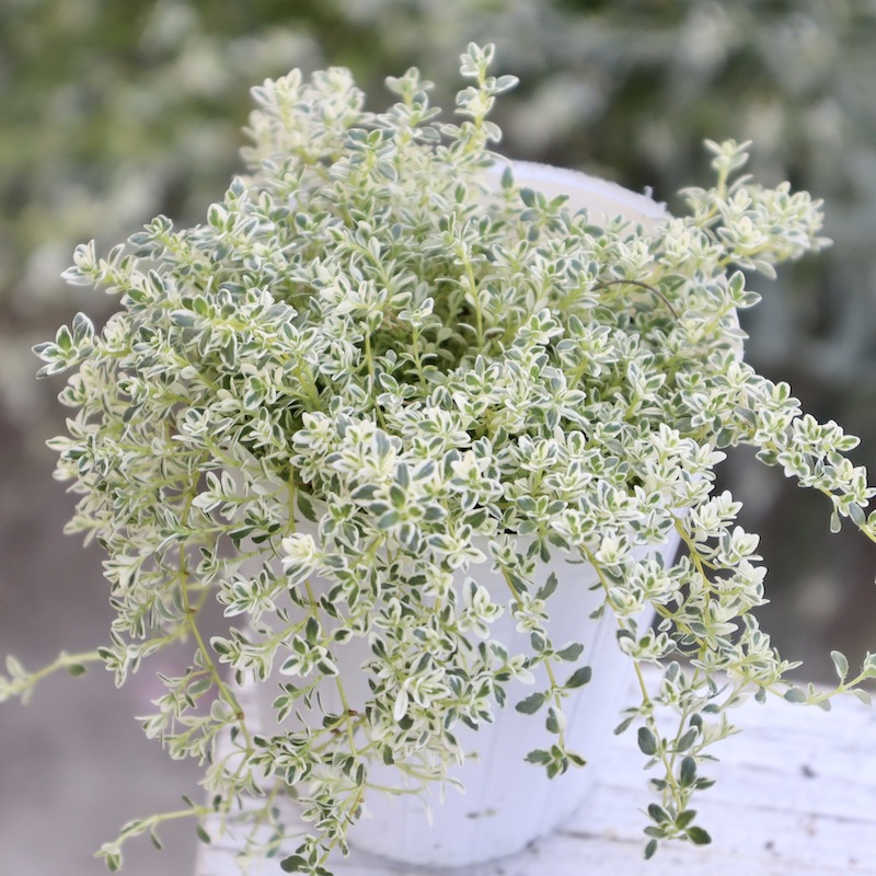 ミクロな葉が超かわい~♪クリーピングタイム「ホイップクリーム」