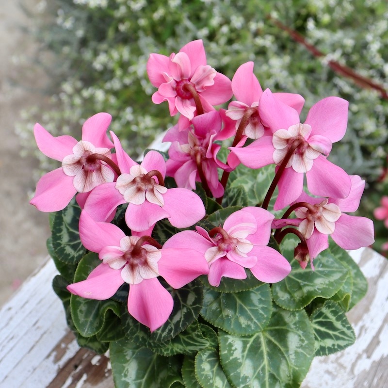 多肉植物 紫ピンク グラデーション 花芽付き*6 odaiba-gardenclub_2296010-20