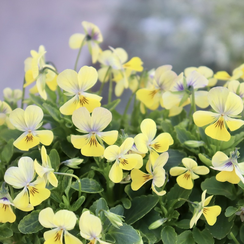 フラワーハーツさんの小輪ビオラ・ビオレッタ「バックシャン」2番