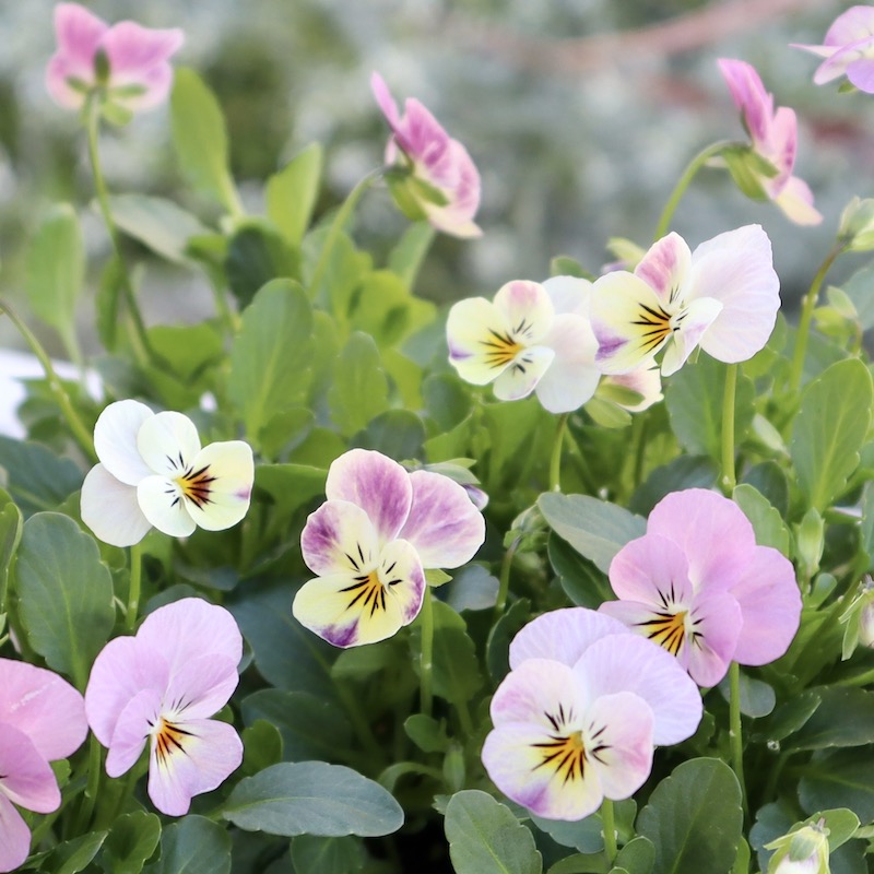 フラワーハーツさんの小輪ビオラ・ビオレッタ「ドランクレモネード」2番