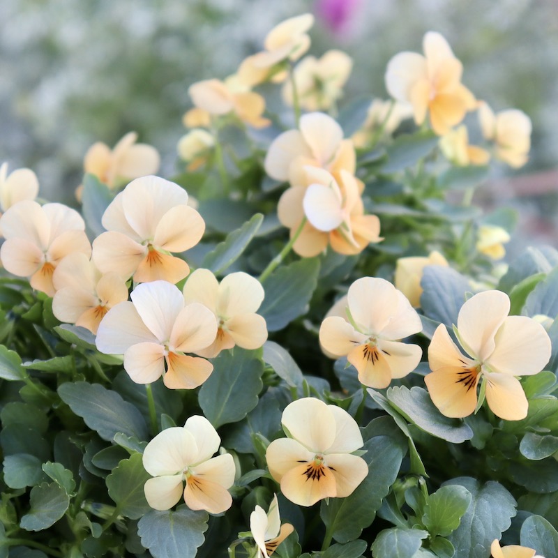 フラワーハーツさんの小輪ビオラ・ビオレッタ「スノーサンライズ」3番