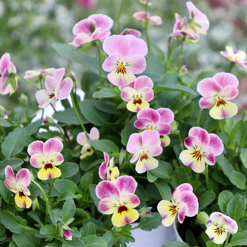 フラワーハーツさんの小輪ビオラ・ビオレッタ「マーブルフラミンゴ」1番