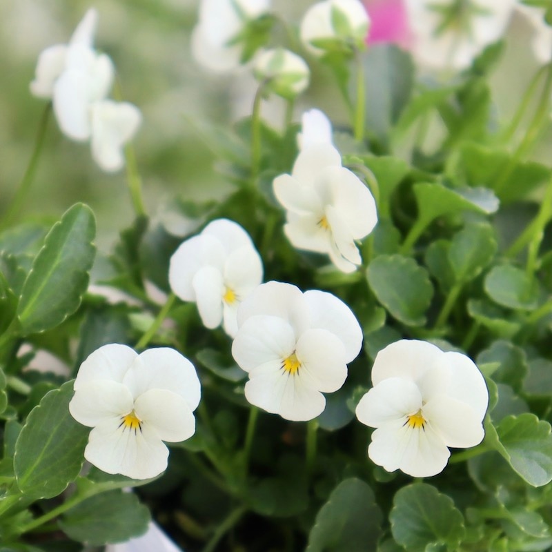 フラワーハーツさんの小輪ビオラ・ビオレッタ「ブルーハワイ」2番