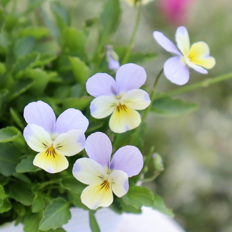 今年は1点限り☆フラワーハーツさんの小輪ビオラ・ビオレッタ「ハーミット」1番