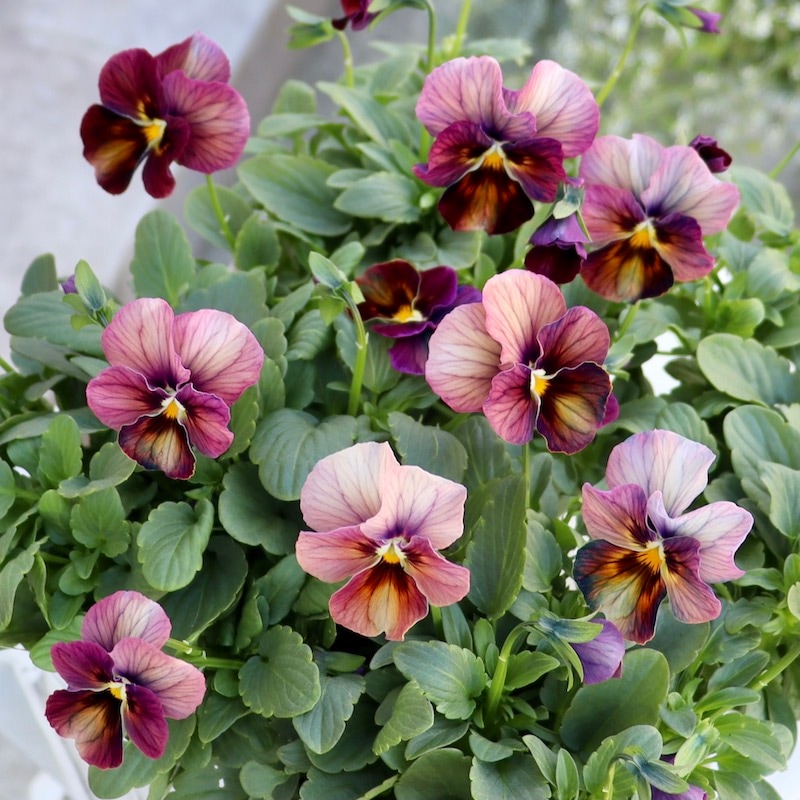 ビオラ・なごみももか「しんしん」8番(3.5号ポット)