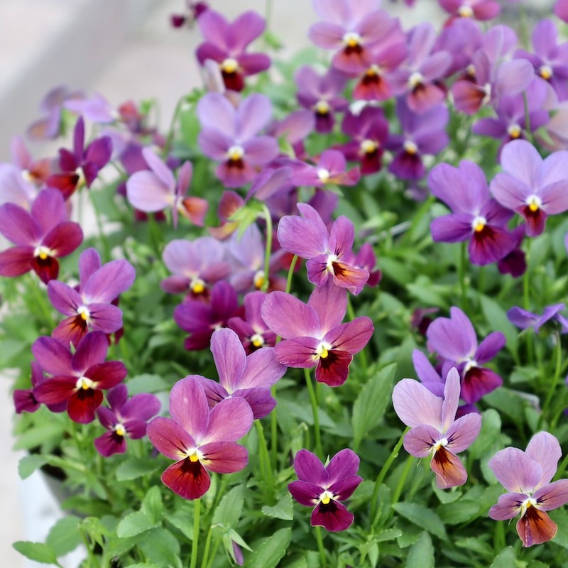 2025年NEW☆画像で花色を選べる♪ゲブラさん育種ビオラ「ルナ」1番