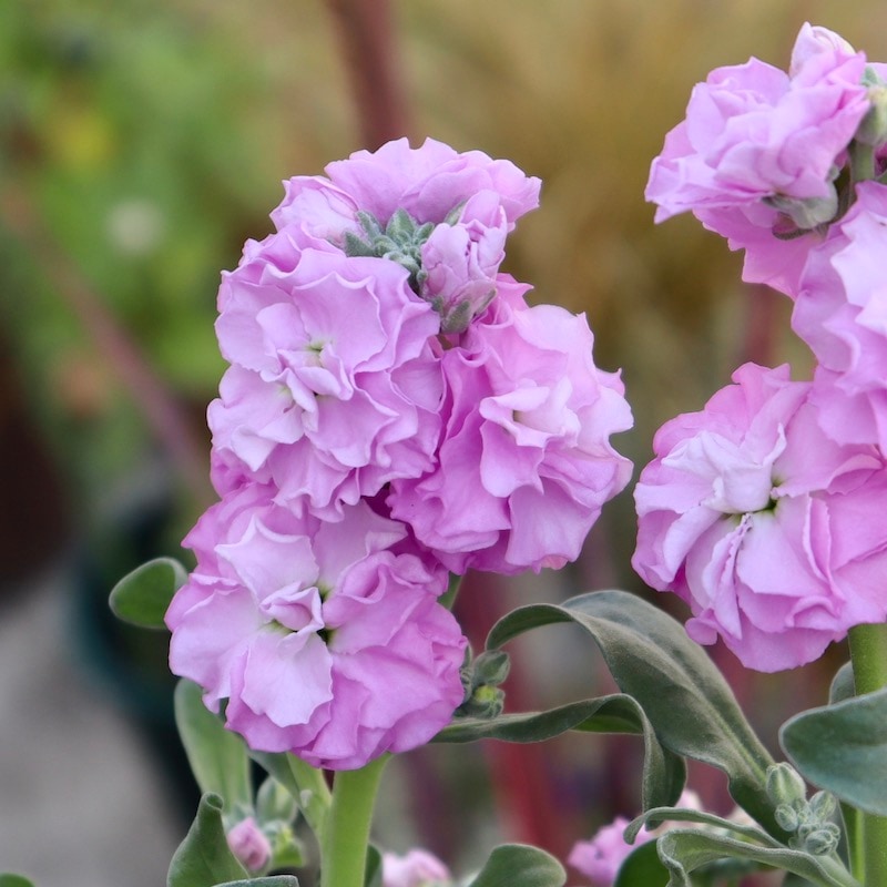 花芳さんの八重咲きストック・ベイビー「クリアピンク」(3号ロングポット)