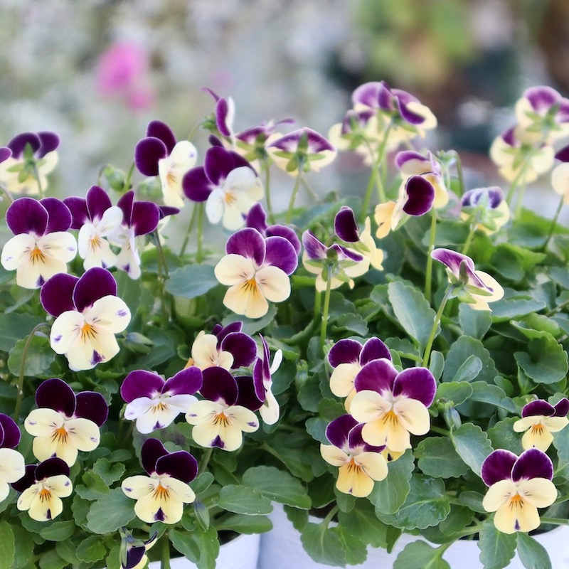 フラワーハーツさんの小輪ビオラ・ビオレッタ「コウシュウビート」1番