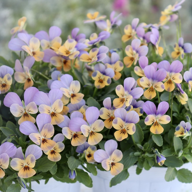 あと2点のみ!!☆フラワーハーツさんの小輪ビオラ・ビオレッタ「ルーキーズ」5番