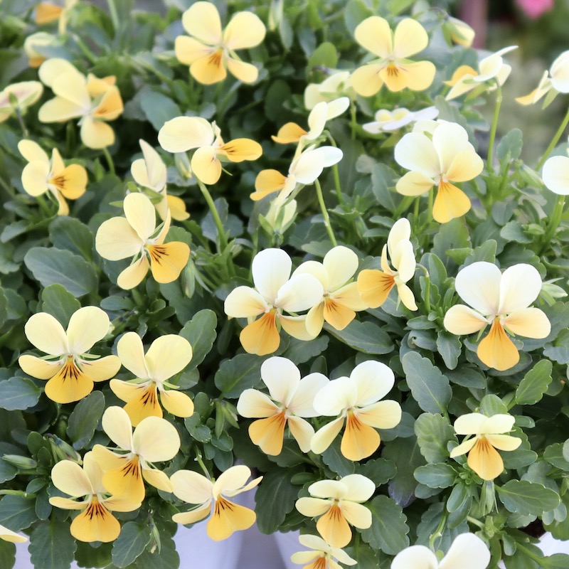 フラワーハーツさんの小輪ビオラ・ビオレッタ「スノーサンライズ」5番