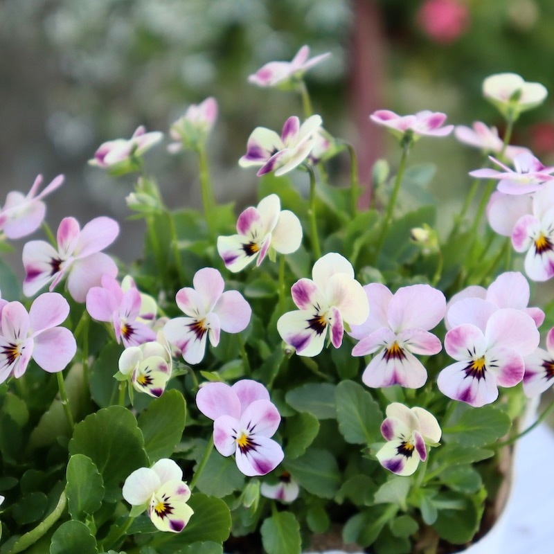 フラワーハーツさんの小輪ビオラ・ビオレッタ「マーブルフラミンゴ」4番