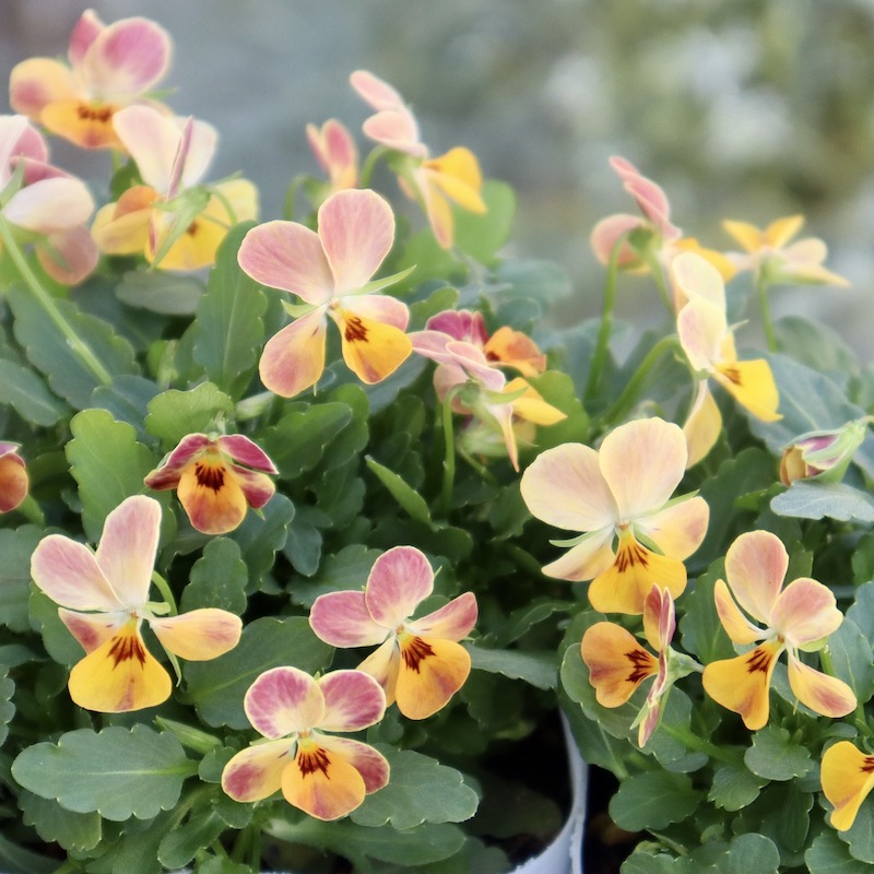 フラワーハーツさんの小輪ビオラ・ビオレッタ「トロピコ」4番