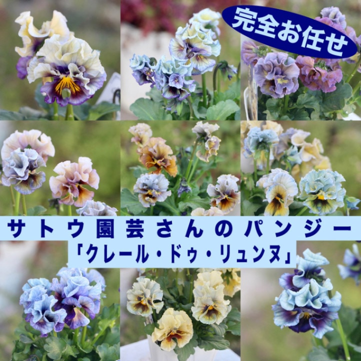 サトウ園芸さんのパンジー「クレール・ドゥ・リュンヌ」お色お任せ【指定不可】