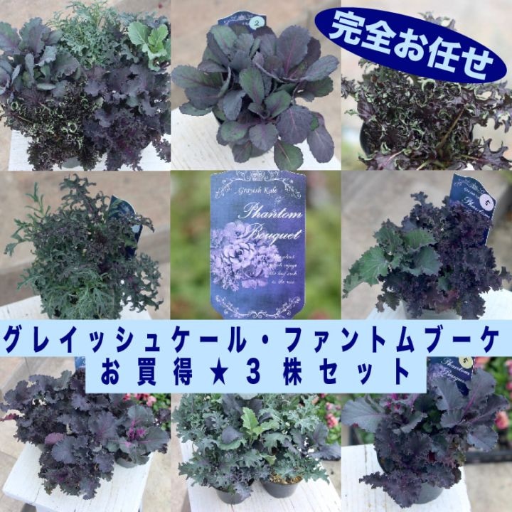 《葉色・形を選べないからお買得》お任せ3株セット♪グレイッシュケール「ファントムブーケ」【選択不可】