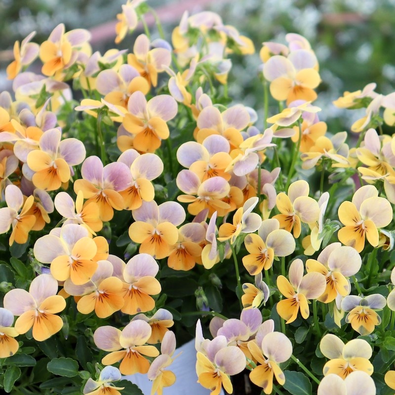 現品3点のみ!!☆フラワーハーツさんの小輪ビオラ・ビオレッタ「ルーキーズ」7番