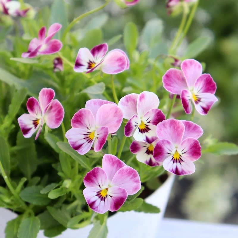 現品1点限り☆フラワーハーツさんの小輪ビオラ・ビオレッタ「マーブルフラミンゴ」8番