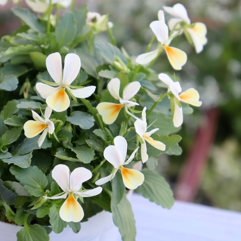 現品1点限り☆フラワーハーツさんの小輪ビオラ・ビオレッタ「スノーサンライズ」6番