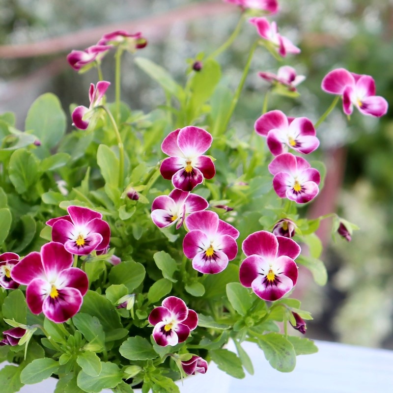 現品1点限り☆フラワーハーツさんの小輪ビオラ・ビオレッタ「マーブルフラミンゴ」7番