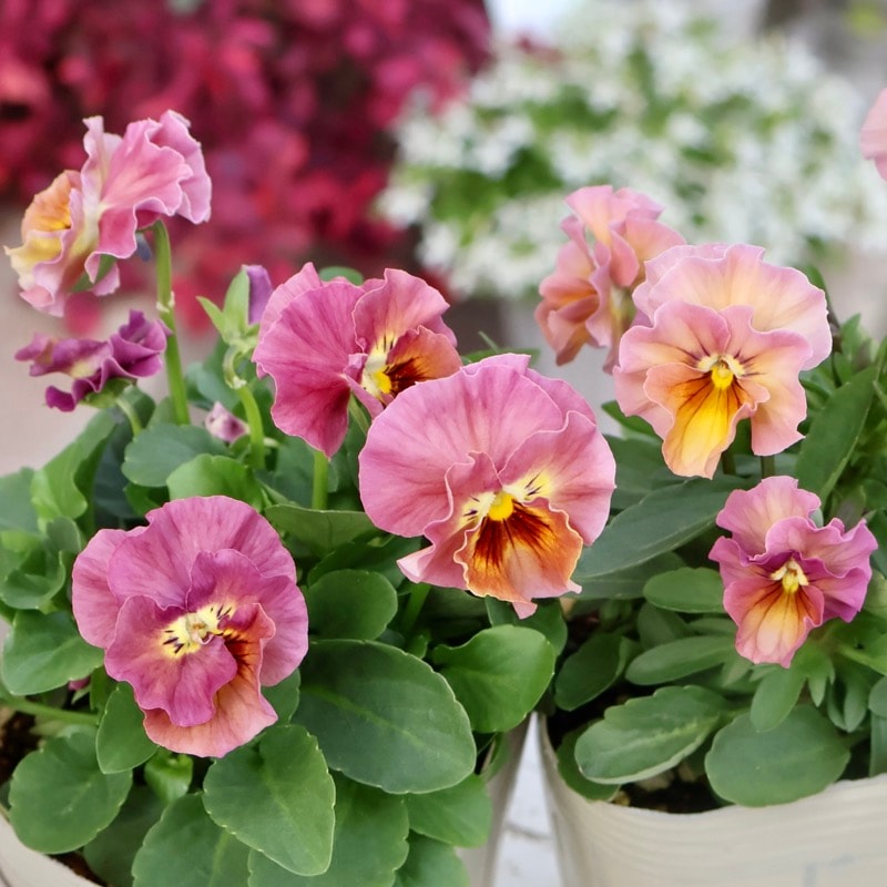 Green Farmv Village(奥田園芸)さん育種のときめきビオラ「フルフリル」