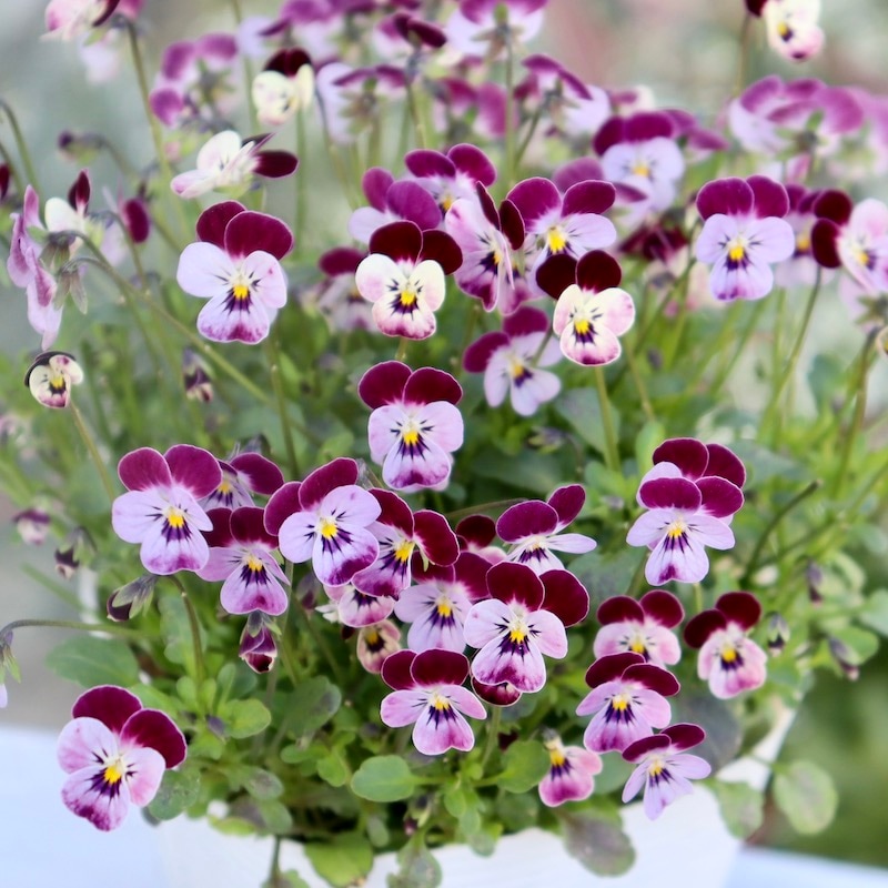 現品1点のみ!!☆フラワーハーツさんの小輪ビオラ・ビオレッタ「ルーキーズ」41番