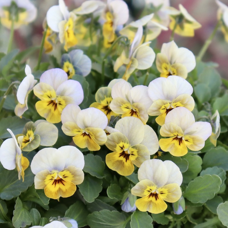 現品2点のみ!!☆フラワーハーツさんの小輪ビオラ・ビオレッタ「ルーキーズ」42番