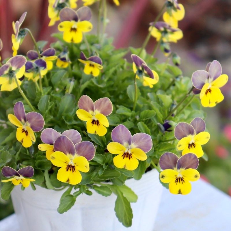 現品1点のみ!!☆フラワーハーツさんの小輪ビオラ・ビオレッタ「ルーキーズ」45番