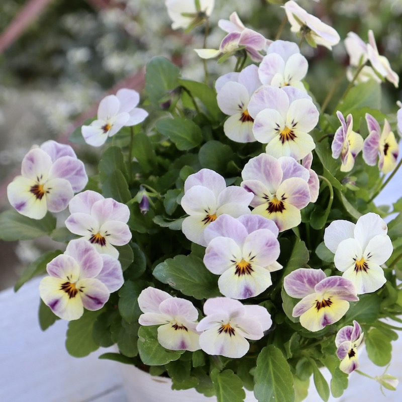 現品1点のみ!!☆フラワーハーツさんの小輪ビオラ・ビオレッタ「ルーキーズ」46番