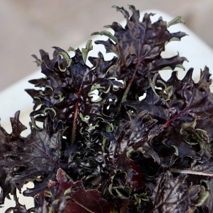 画像で葉の形・色を選べる!!グレイッシュケール「ファントムブーケ」〈6番〉