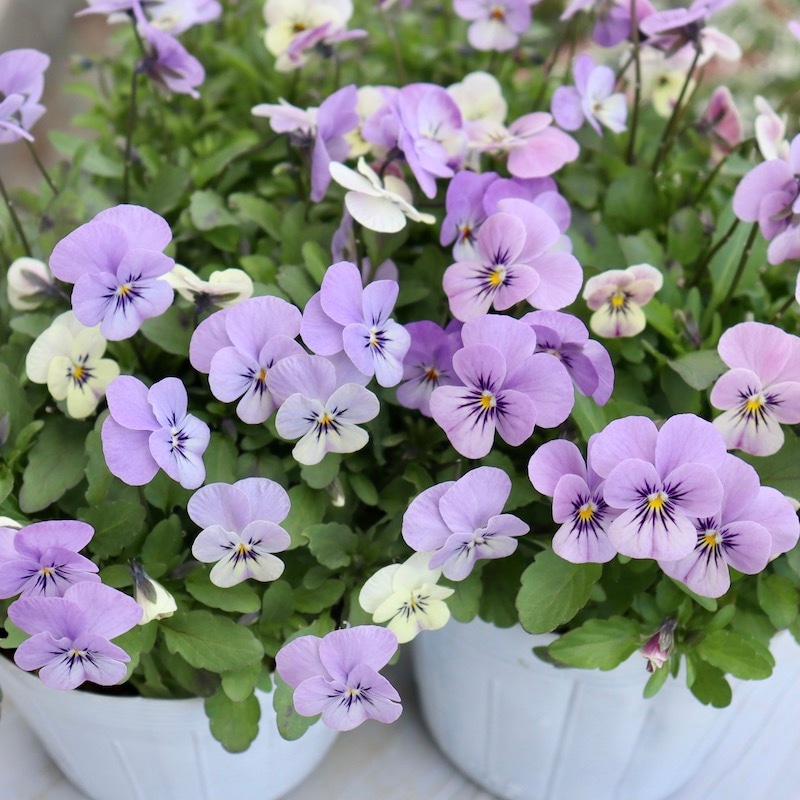 あと1点のみ!!☆フラワーハーツさんの小輪ビオラ・ビオレッタ「ルーキーズ」50番