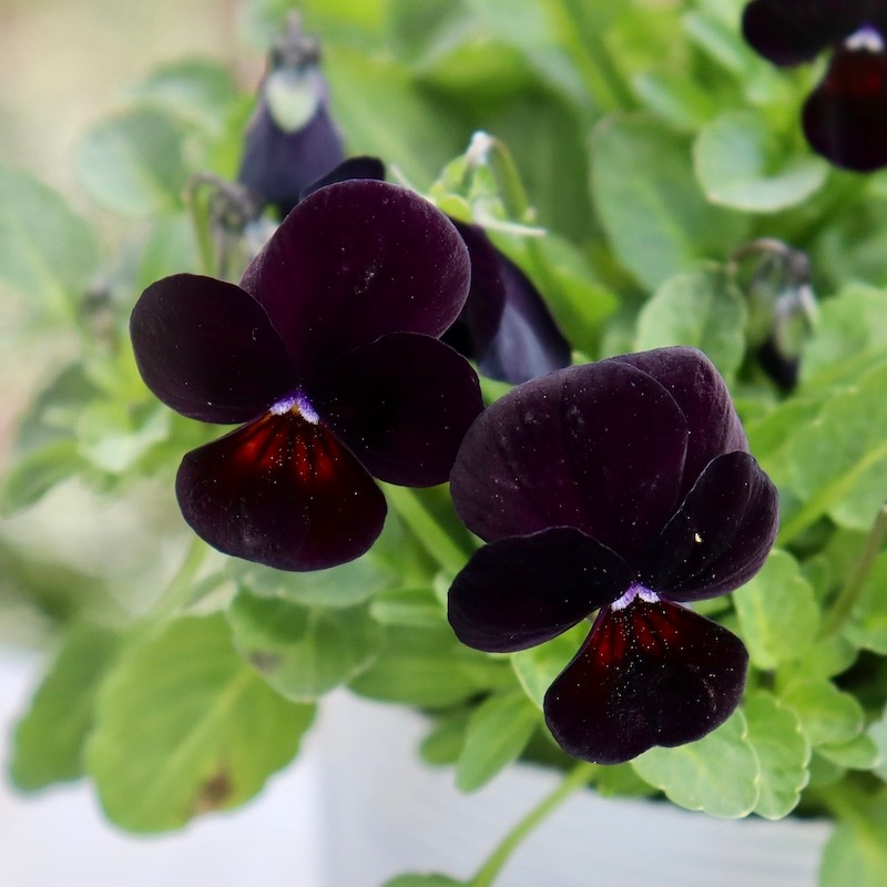 フラワーハーツさんの小輪ビオラ・ビオレッタ「ベイブコーク」