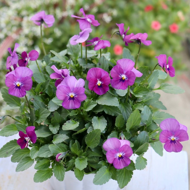 現品1点のみ!!☆フラワーハーツさんの小輪ビオラ・ビオレッタ「ルーキーズ」53番