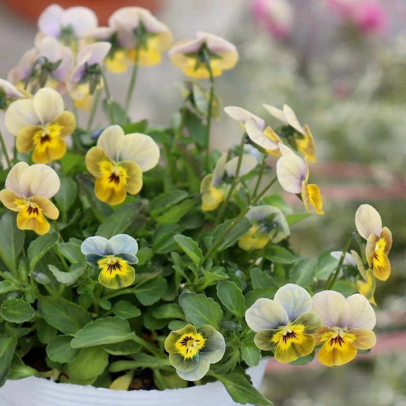 現品1点のみ!!☆フラワーハーツさんの小輪ビオラ・ビオレッタ「ルーキーズ」57番