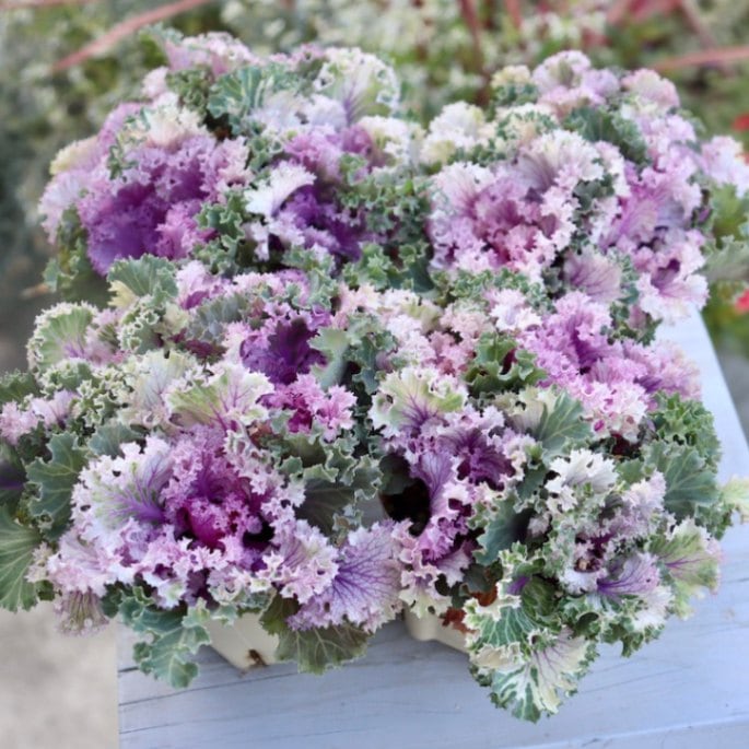 高見園芸さんの葉牡丹(ハボタン)セッションシリーズ「ピーチフラッシュ」