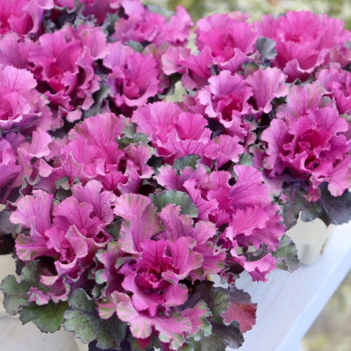 高見園芸さんの葉牡丹(ハボタン)セッションシリーズ「ファルダノエル」