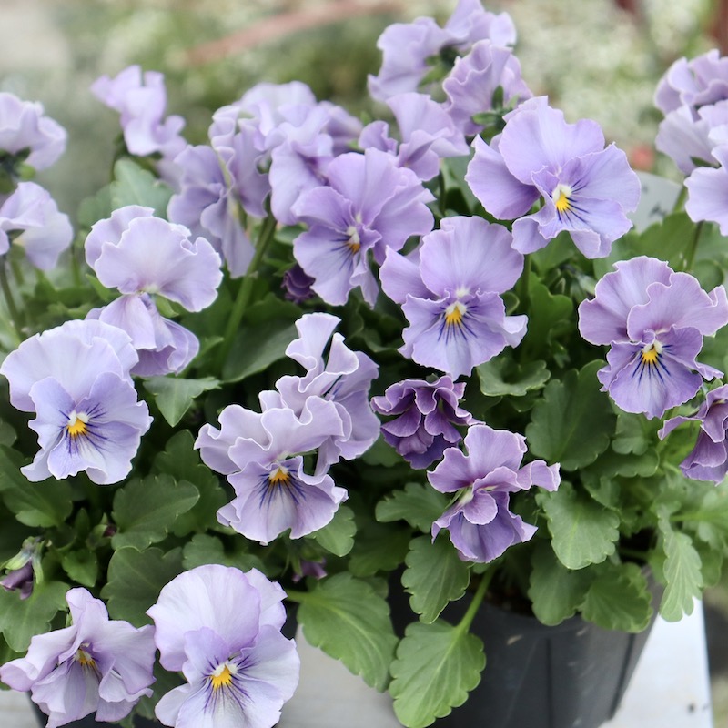 画像で花色を選べる!! 超良株☆桂楓園さんのビオラ「パスフリ」ブルー