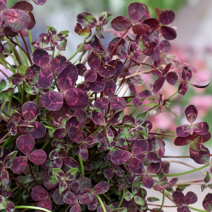 みもと園芸クローバー☆エンジェルクローバー「ガーネットリング」