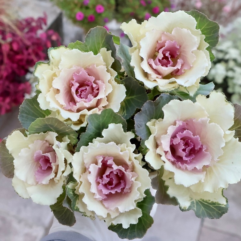 ハボタン｜多様な系統のはボタン｜ネット通販ショップ～風散歩～